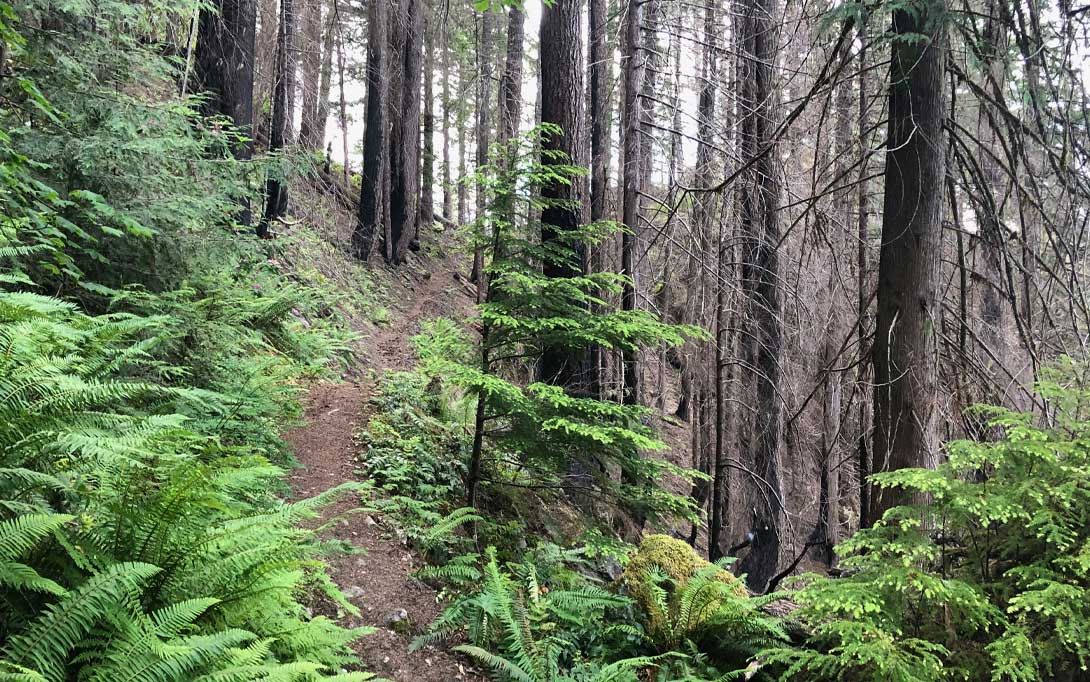 Olallie mountain 2024 bike trail